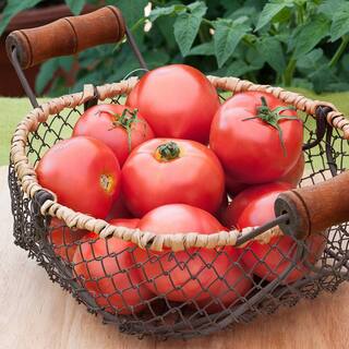 Bonnie Plants 1.19 qt. Bush Early Girl Tomato Live Plant 0204