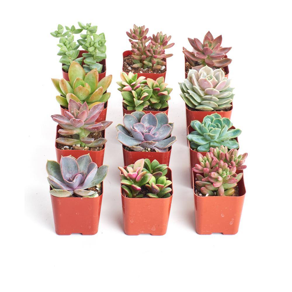 Shop Succulents 2 in. Premium Pastel Succulent (Collection of 12) P12