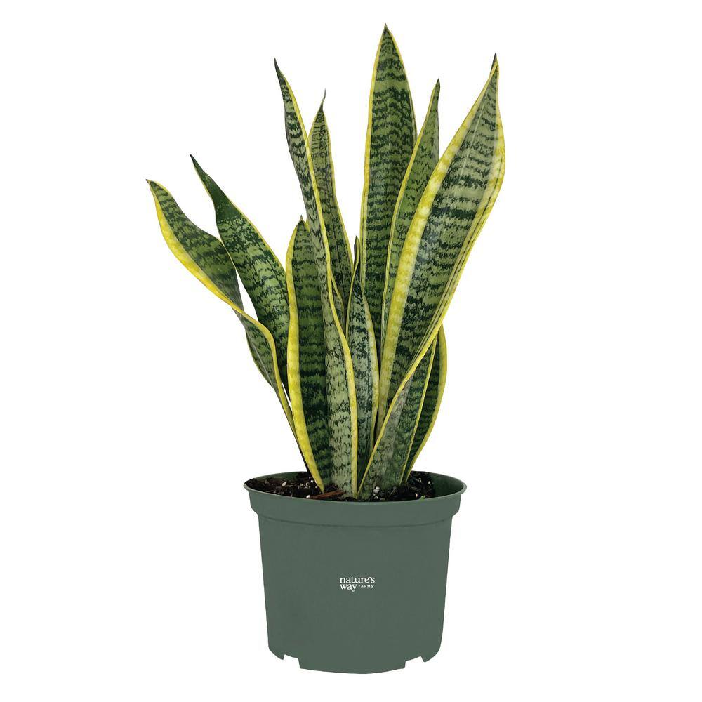 NATURE'S?WAY FARMS Sansevieria Laurentii Live Indoor Plant in Growers Pot Avg Shipping Height 1 ft. to 2 ft. Tall 2993