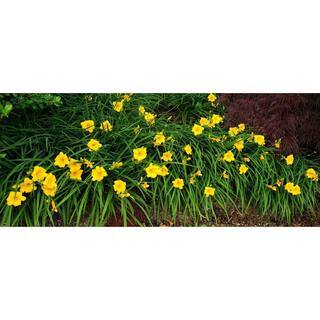 Online Orchards 1 Gal. Stella D'oro Daylily Large Reblooming Bright Yellow Blossoms Thrive in Almost any Environment SBDL001