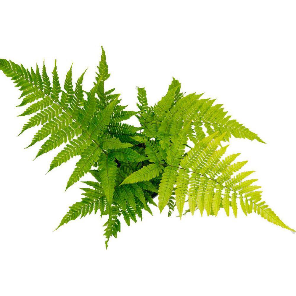 1 Gal. Fern Autumn Plant 19650