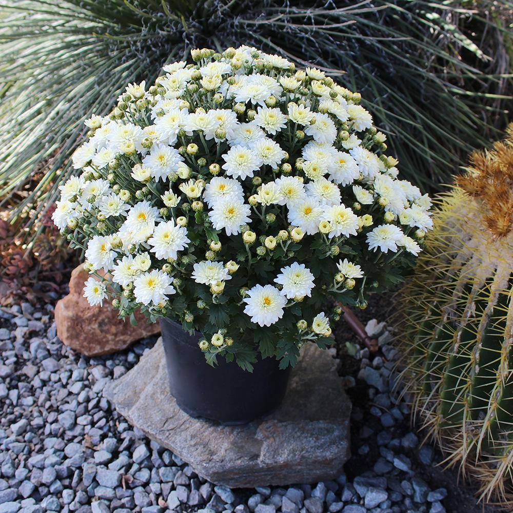 ALTMAN PLANTS 1 gal. White Mum Chrysanthemum (Single) 0881136