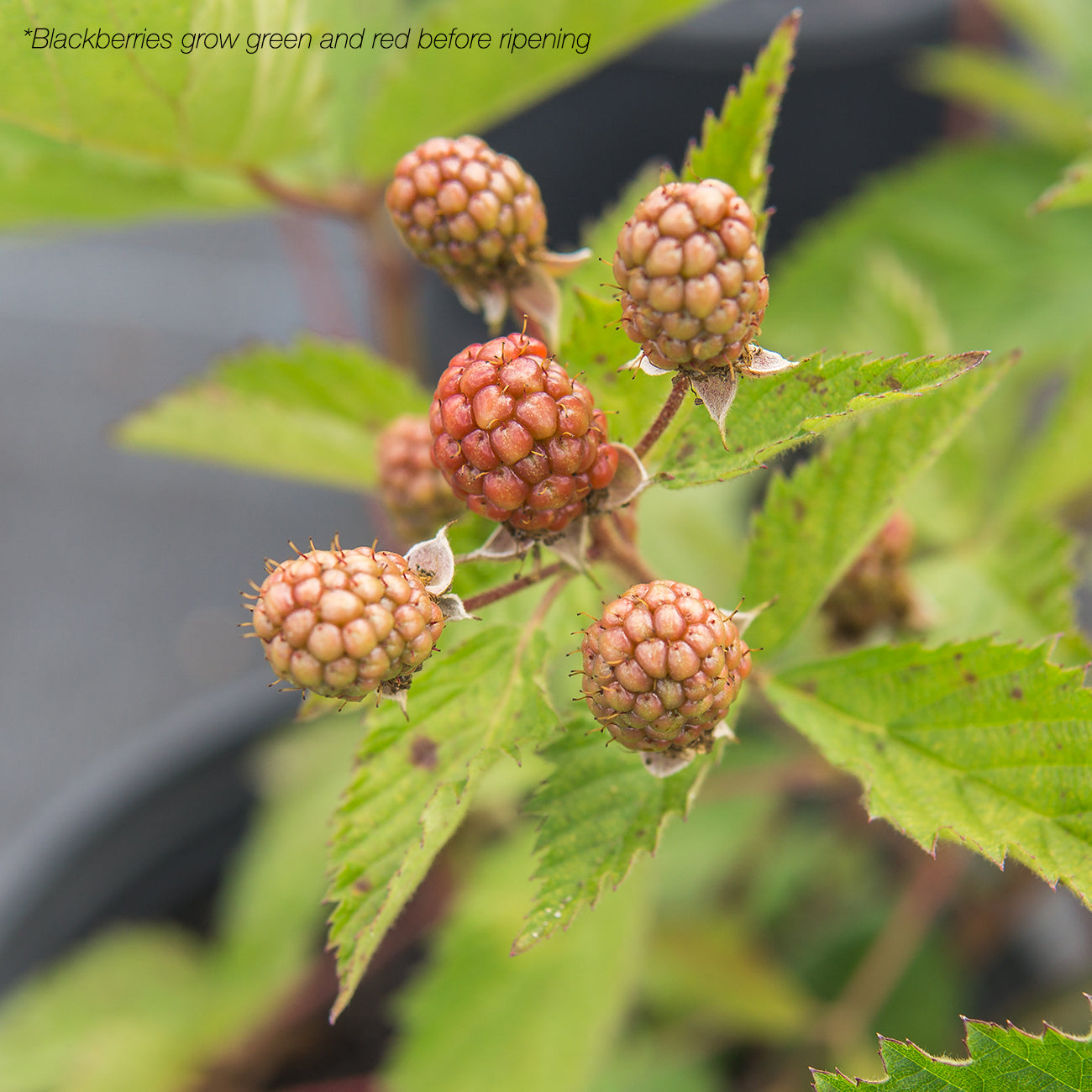 1 Gal. Ouachita Blackberry Bush - Thornless - Sweet Fruit