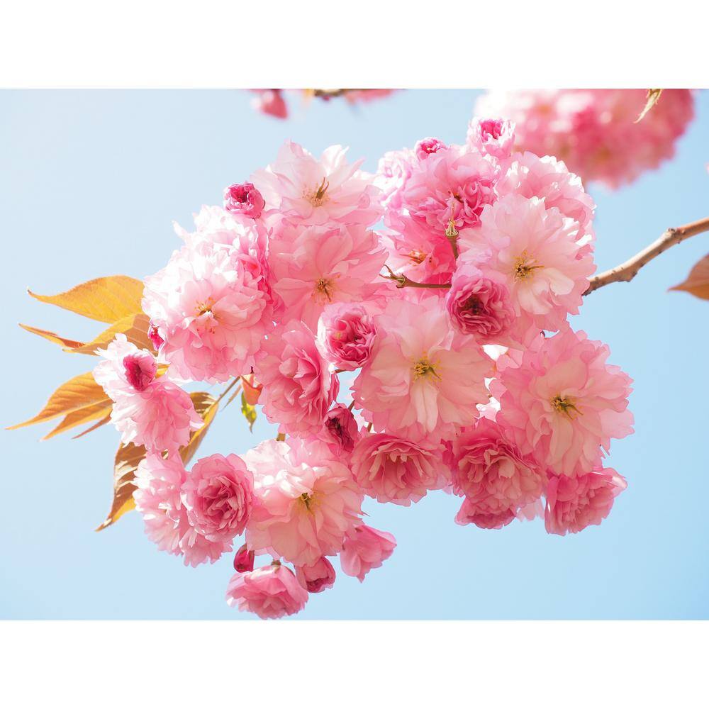 Online Orchards 3 ft. Shogetsu Cherry Blossom Tree with Elegant Multi-Petal Flowers FLCH207