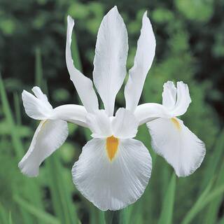 VAN ZYVERDEN Dutch Iris Casablanca (Set  of 25 Bulbs) 84531