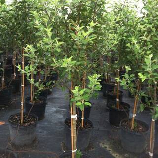 7 gal. Cameo Apple Tree APPCAM07G