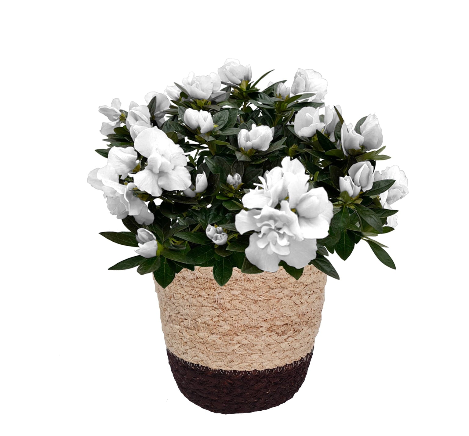 Better Homes and Gardens 6-Inch Assorted Mother's Day Azalea Live Plant with Decorative Pot