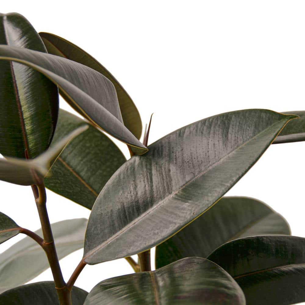 Burgundy Rubber Tree (Ficus Elastica) Plant in 6 in. Grower Pot 6_FICUS_BURGUNDY