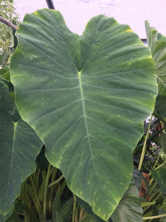 3 Elephant Ear Bulbs