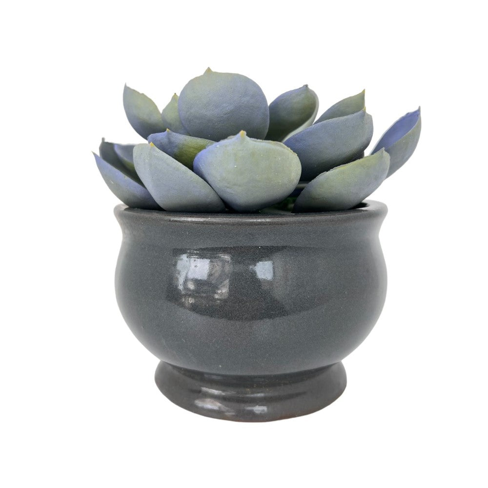 Gorgeous Echeveria in Color of Your Choice - Artificial