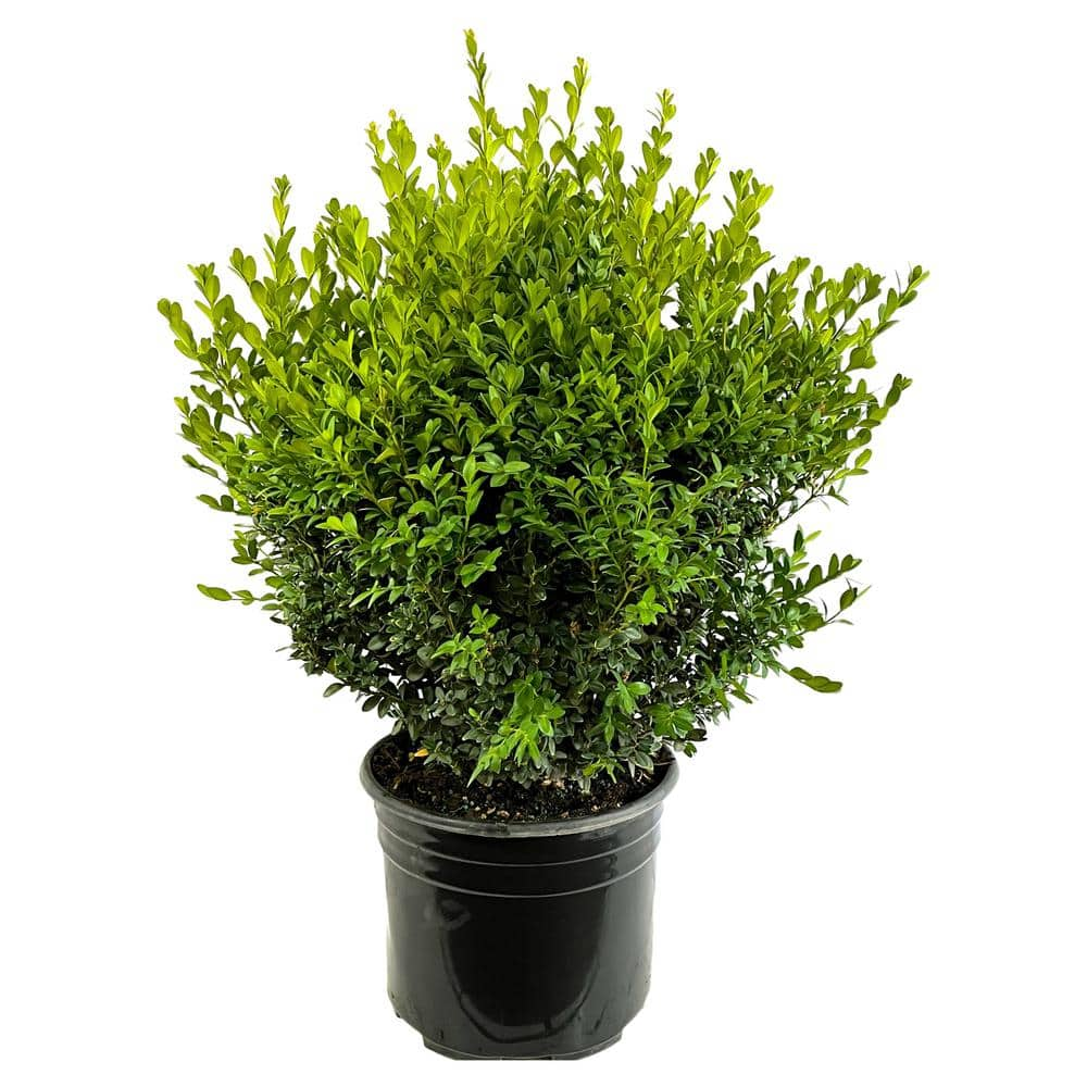 2.25 Gal. Green Mountain Live Boxwood (Buxus) Live Shrub 1000043264