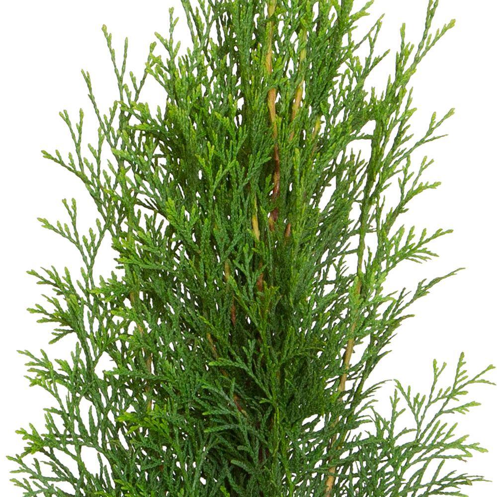 FLOWERWOOD 2.5 Qt. Emerald Green Arborvitae (Thuja) Live Evergreen Shrub Green Foliage 5520Q
