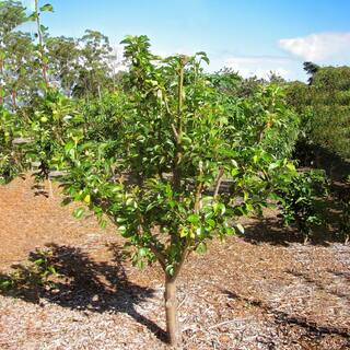 5 Gal. Hood Pear Tree PEAHOO05G