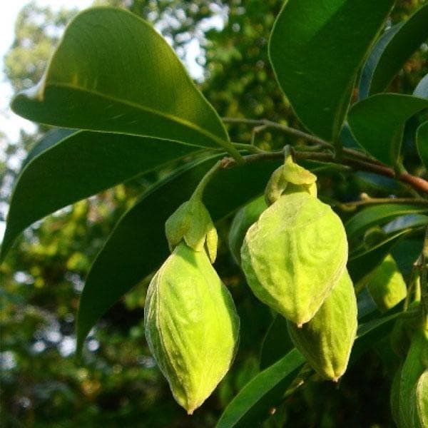 Agarwood, Oud, Oodh - Plant