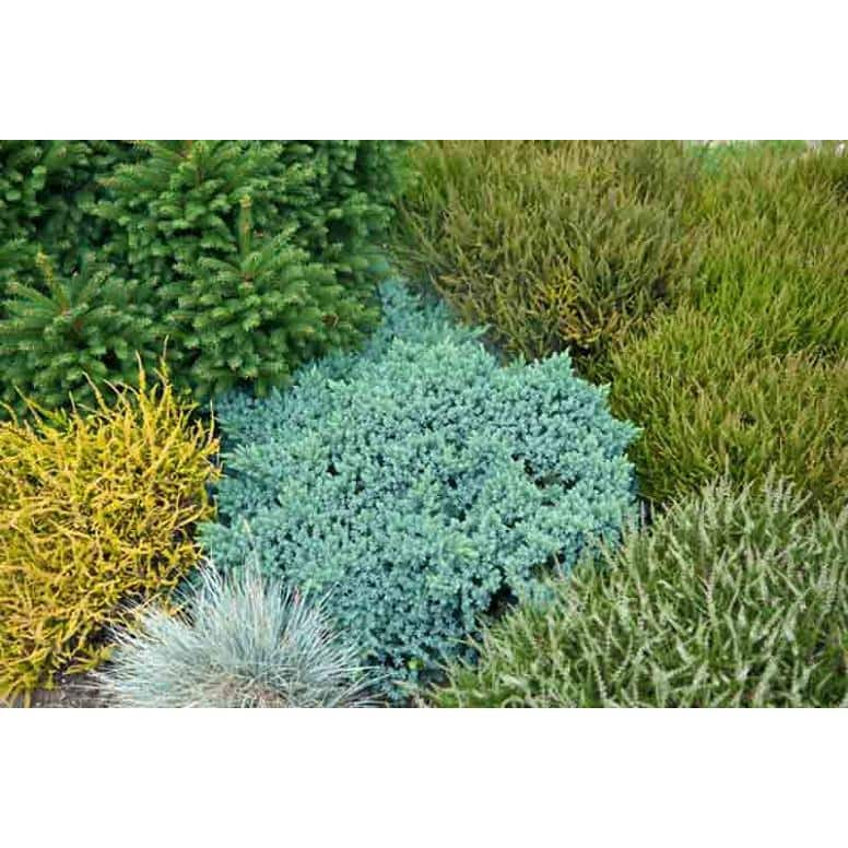 2.5 Qt. - Blue Star Juniper Live Shrub with Icy Blue Folliage 1000043060