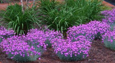 Classy Groundcovers - Border Pinks 'Fire Witch' Cheddar Pinks {25 Pots - 3 1/2 inch Square}