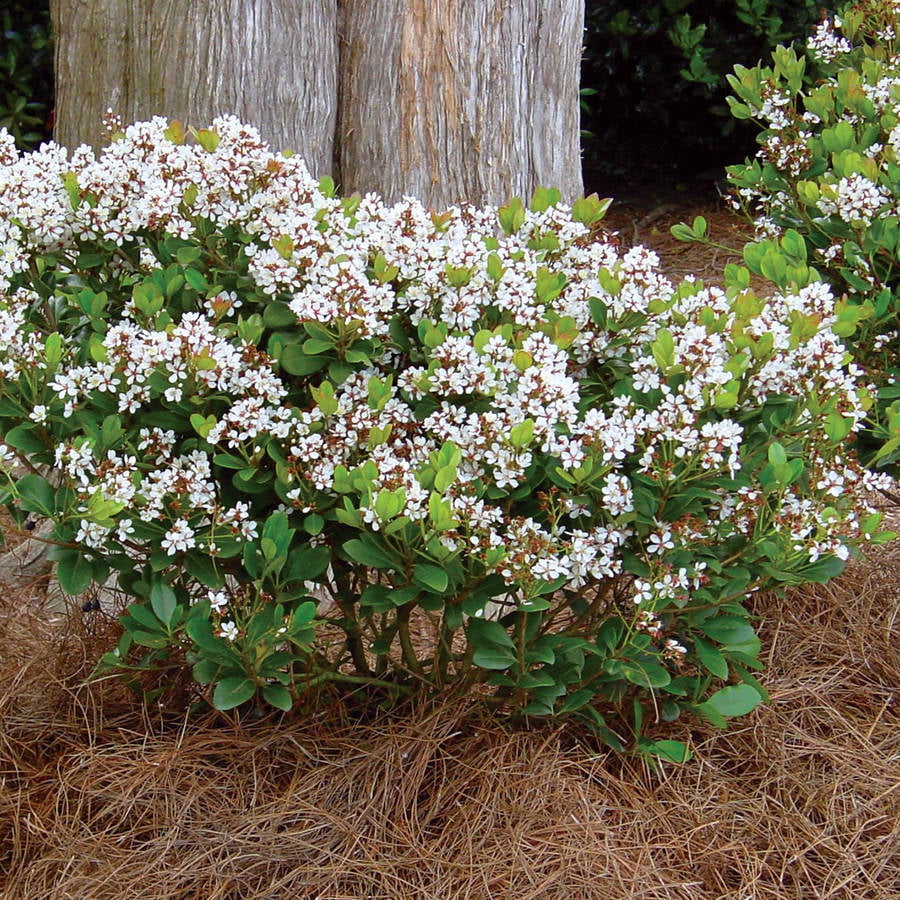 Spring Sonata Indian Hawthorne (2 Gallon) Flowering Evergreen Shrub with White Blooms - Full Sun to Part Shade Live Outdoor Plant - Southern Living Plant Collection