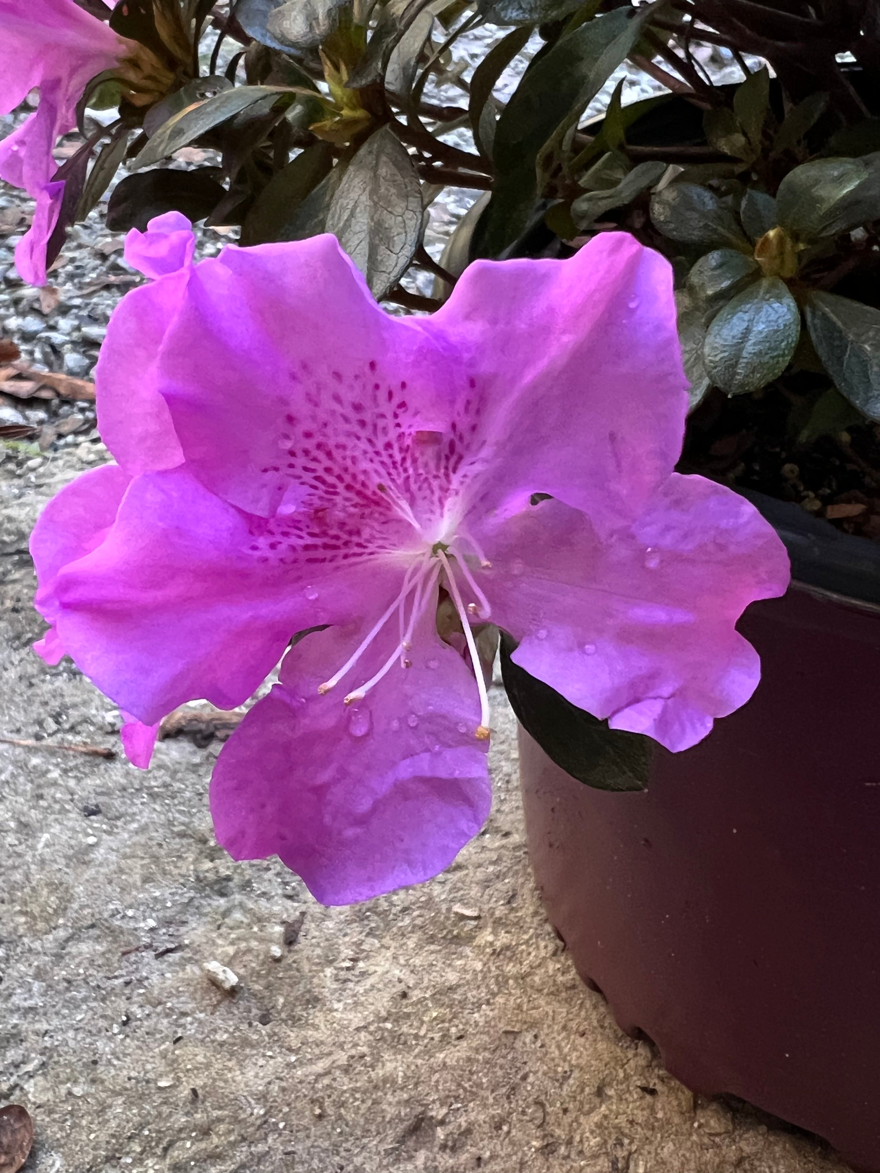 Encore Azalea Autumn Lilac