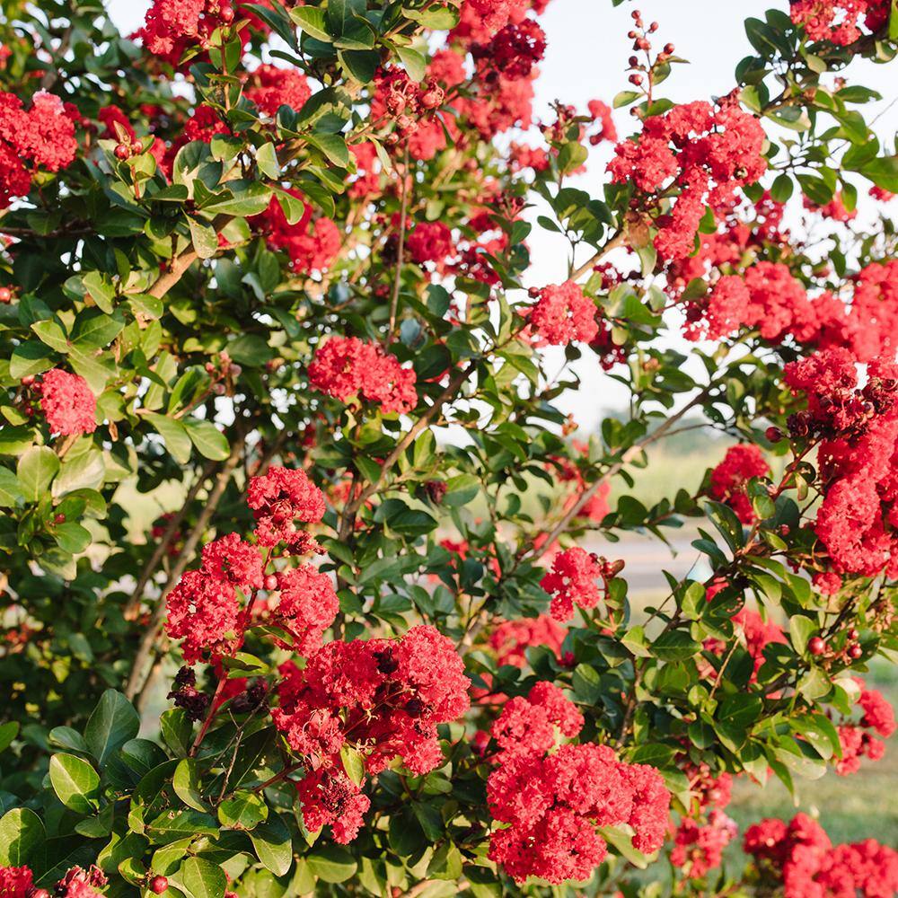 FIRST EDITIONS 3 gal. Ruffled Red Magic Crapemyrtle Flowering Shrub with Red Flowers 14104