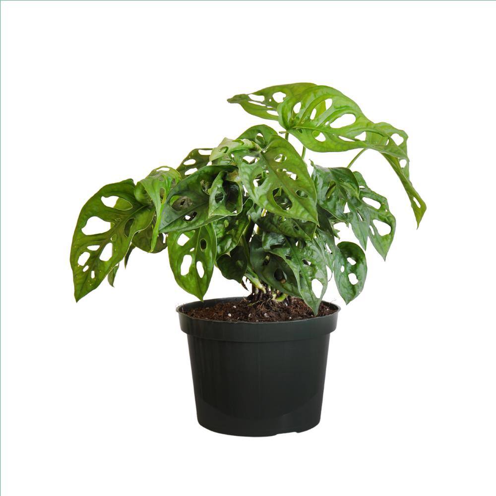 United Nursery Monstera adansonii Swiss Cheese Vine Live Plant in 6 inch Grower Pot 00359