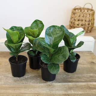 ALTMAN PLANTS 4.25 in. FICUS LYRATA - Fiddle Leaf Fig Houseplants (4-Pack) 0872473