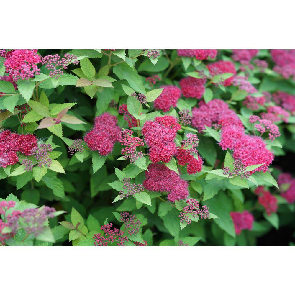 PROVEN WINNERS 2 Gal. Double Play Doozie Spirea with Red to Purple Flowers 14737