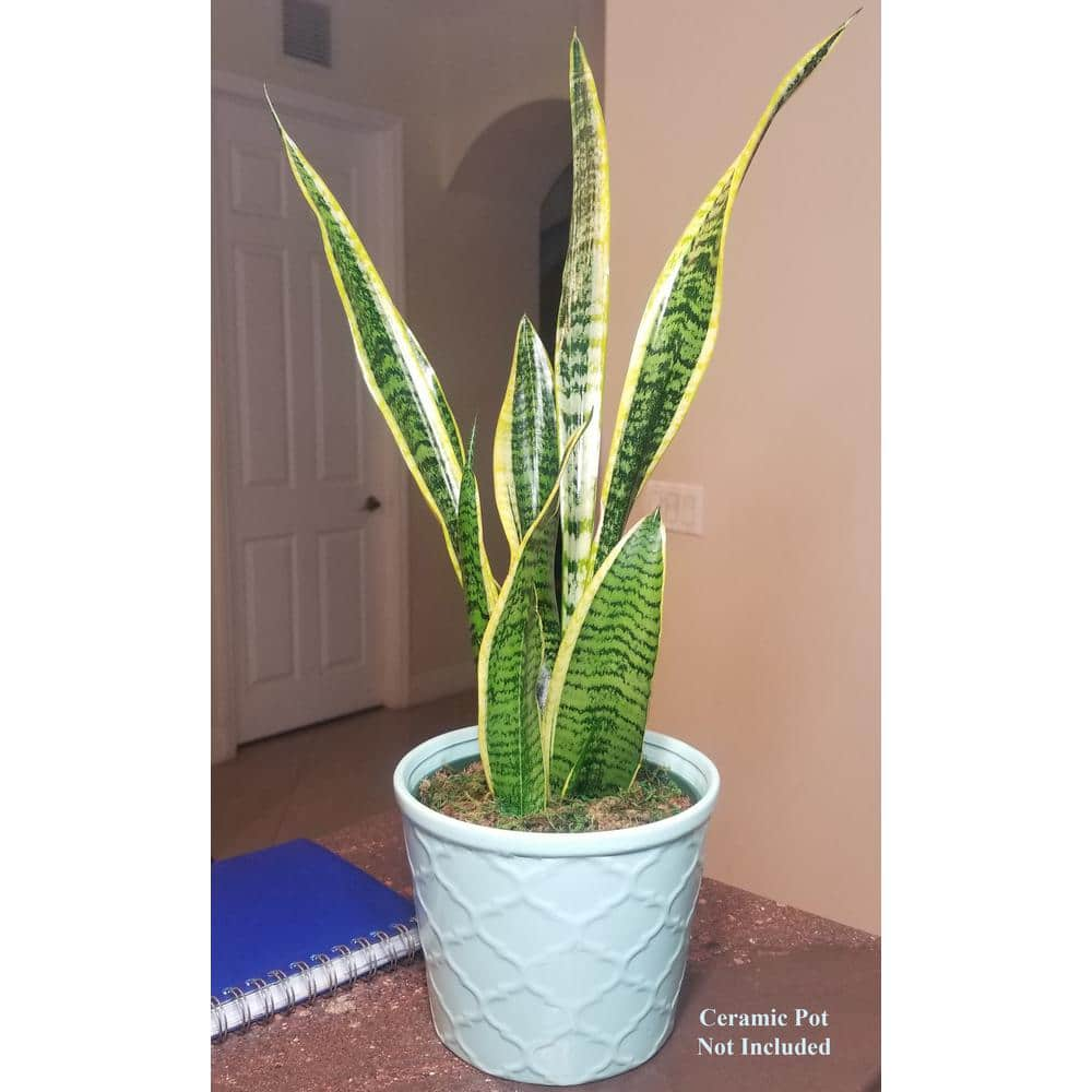 Sansevieria Snake Plant in 6 in. Growers Pot SanYel006