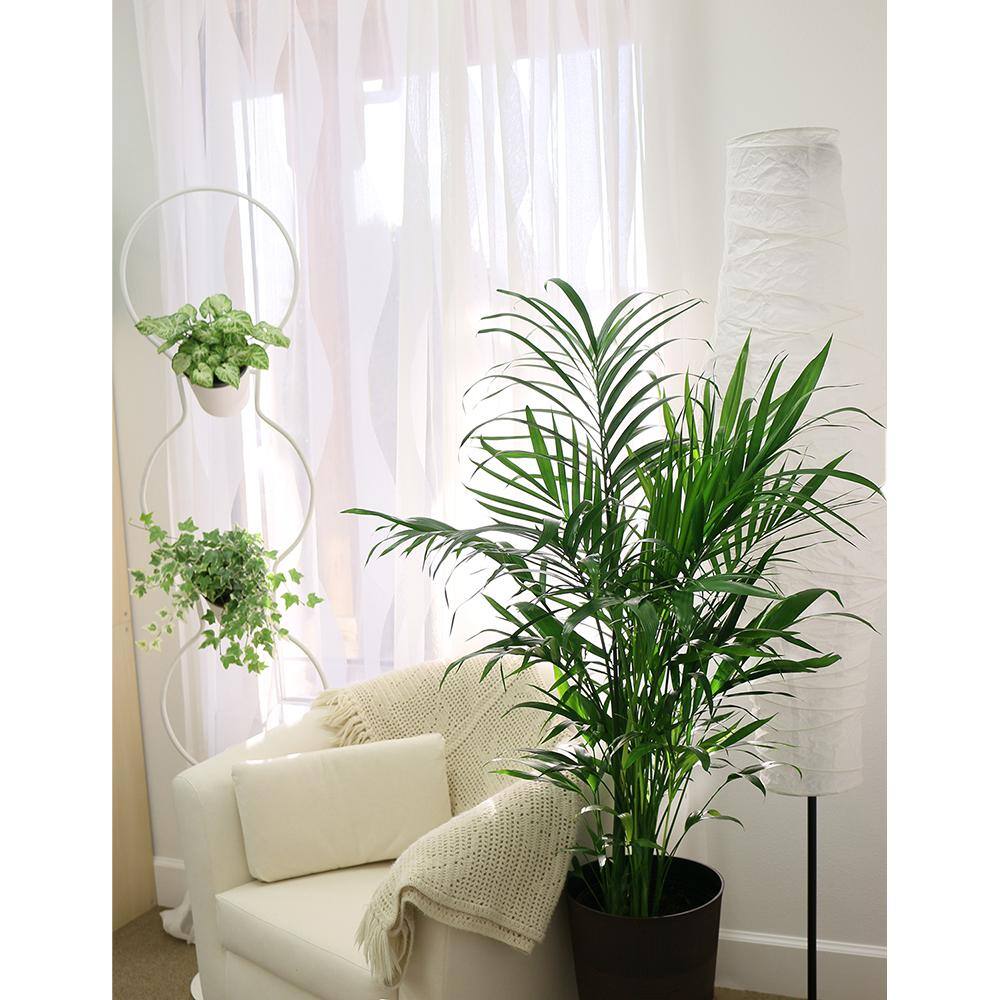 Costa Farms Cateracterum Indoor Palm (Cat Palm) in 9.25 in. Grower Pot Avg. Shipping Height 3-4 ft. Tall 10CAT