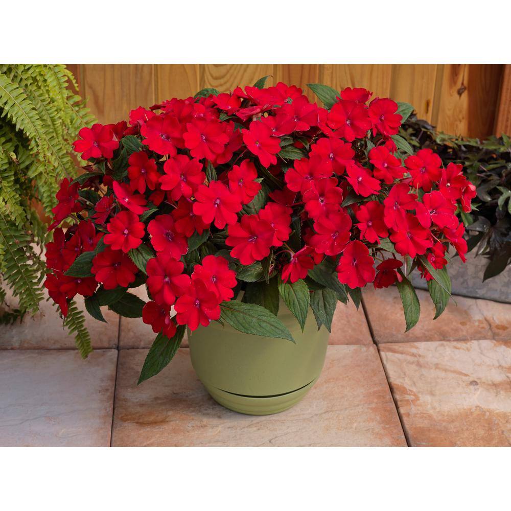 SunPatiens 18-Pack Compact Red SunPatiens Impatiens Outdoor Annual Plant with Red Flowers in 2.75 In. Cell Grower's Tray DC18PKSUNRED