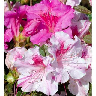 ENCORE AZALEA 3 Gal. Autumn Twist Shrub with Purple and White Reblooming Flowers 80563