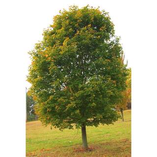 Online Orchards Norway Maple Tree - Among The Most Cold Hardy and Fastest Growing Maples (Bare Root 3 ft. to 4 ft. Tall) SHNM002