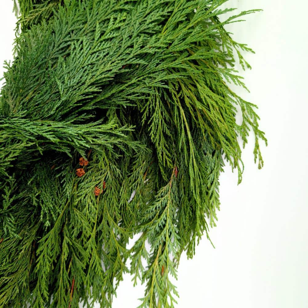 25 ft. Live Cedar Christmas Garland ICI 25' Garland