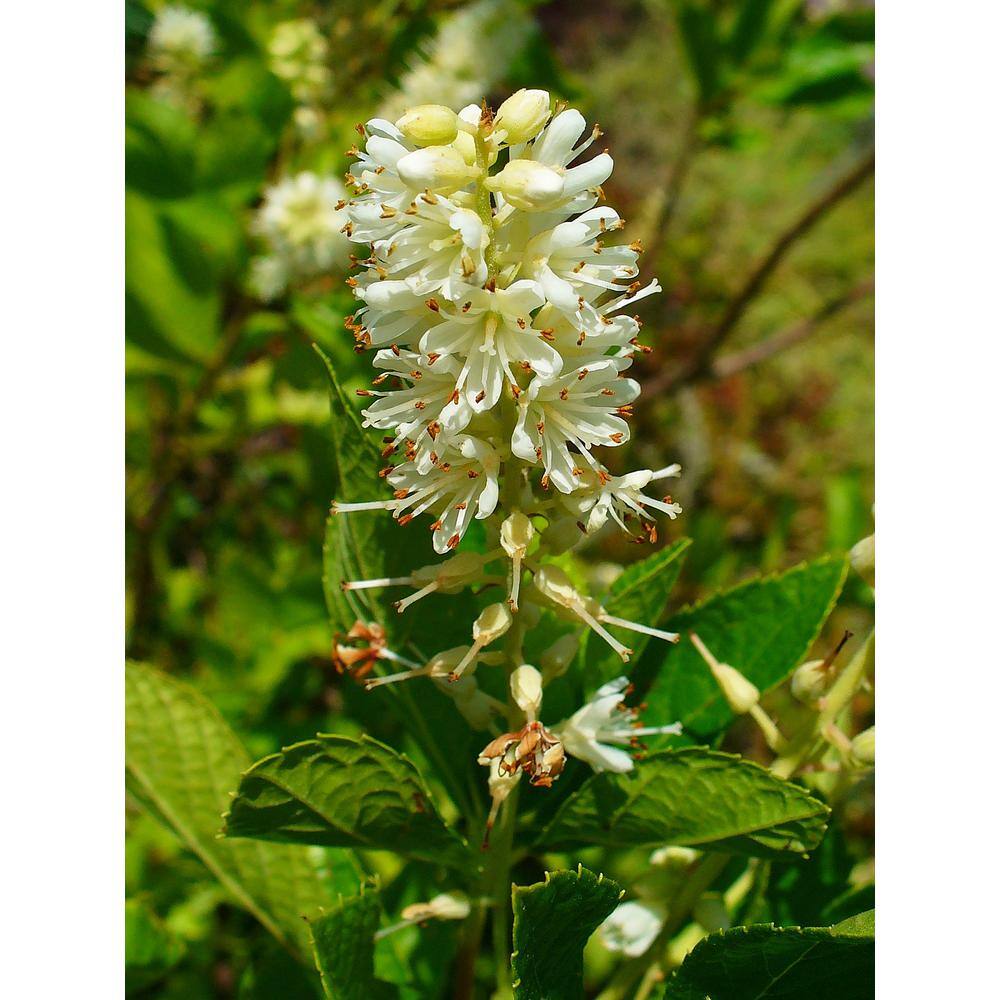 Online Orchards 1 Gal. 16-Candles Summersweet Shrub SBSS002