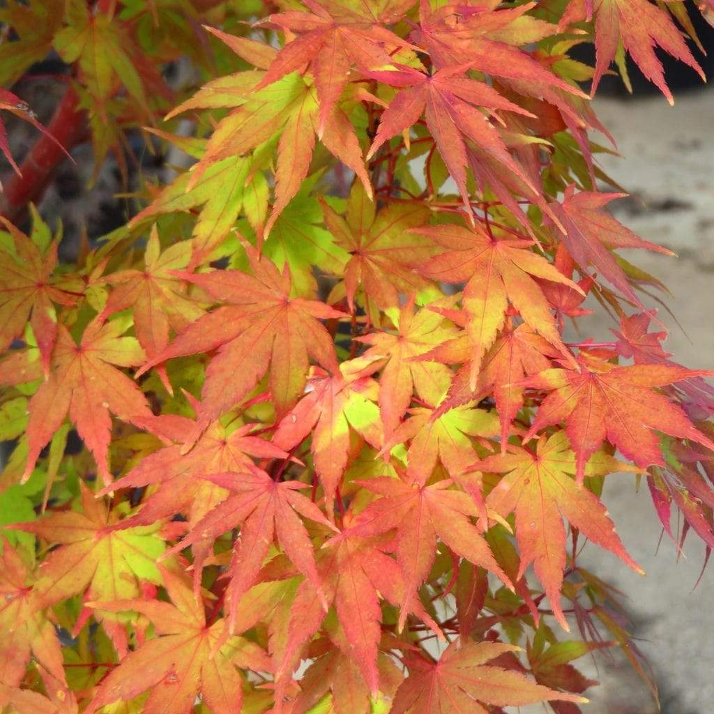 Peaches and Cream Japanese Maple