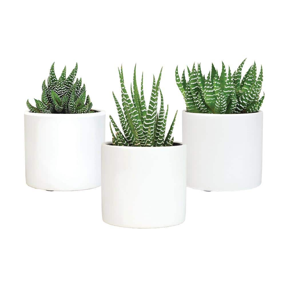 SMART PLANET 3Pk 2.5 in. Lolite Haworthia and Gasteria Succulents in Matte White Cylindrical Decco Pot 0880096