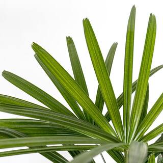 United Nursery Live Broadleaf Lady Palm Rhapis Excelsa in 10 in. Grower Pot LADYPLM10GP