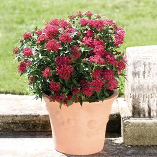 Costa Farms Bright Red Penta Outdoor Flowers in 1 Qt. Grower Pot Avg. Shipping Height 10 in. Tall (8-Pack) 4PENTBLBRRED8PK