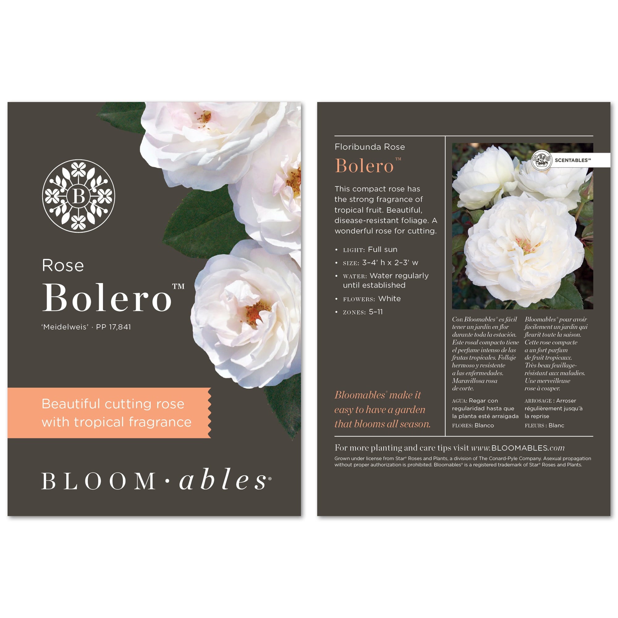 2g Bloomables Rose Bolero Live Shrub