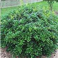 3 Gal. Burfordi Dwarf Holly Evergreen Tree HOLBUR03GD