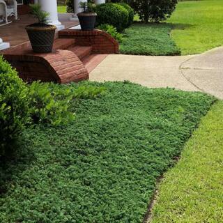 national PLANT NETWORK 2.5 qt. Juniper Blue Rug Shrub HD7161