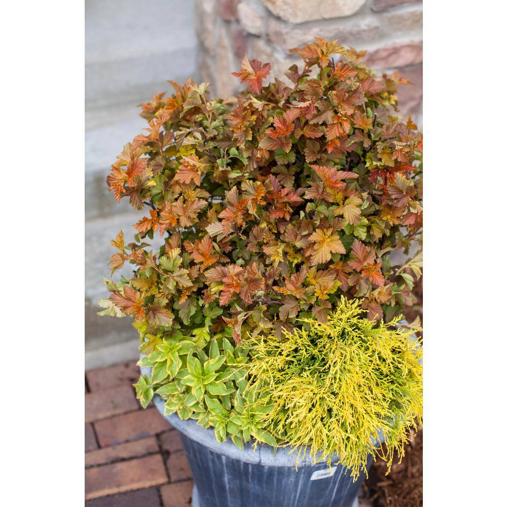 FIRST EDITIONS 2 Gal. Amber Jubilee Ninebark (Physocarpus) Live Shrub with White Flowers O58412F