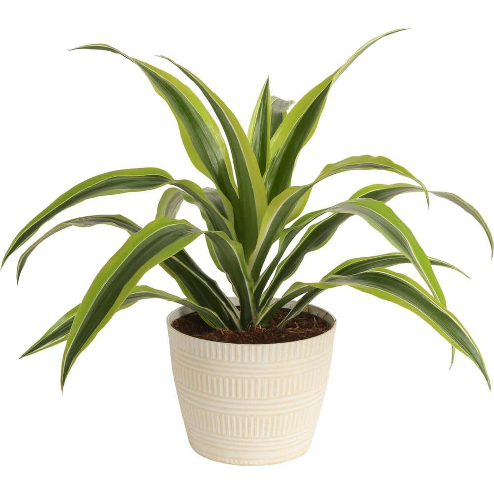 Costa Farms Grower's Choice Dracaena Indoor Plant in 6 in. White Pot Average Shipping Height 1-2 ft. Tall CO.JC06.3.CYL