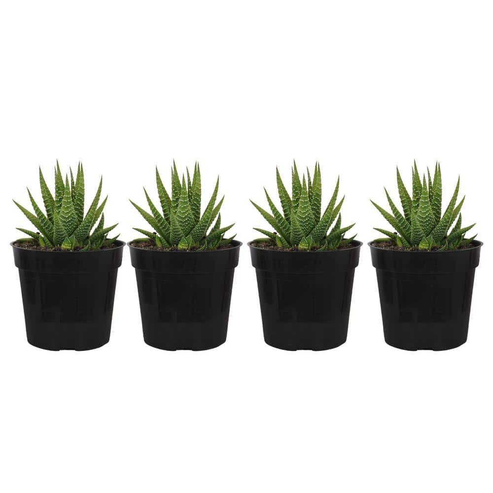 United Nursery Grower's Choice Haworthia Succulent (4-Pack) in 4 inch Grower Pot 79047