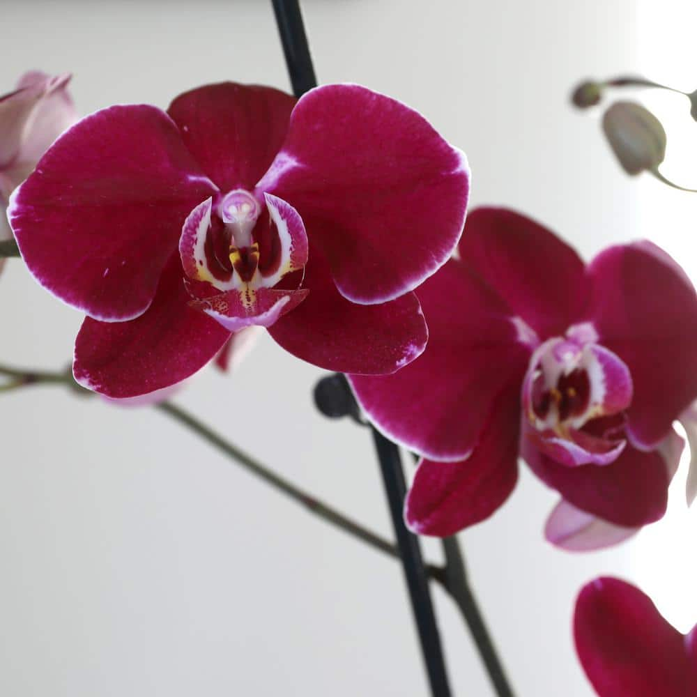 Just Add Ice Premium Orchid (Phalaenopsis) Dark Purple Plant in 5 in. White Ceramic Pottery J5013