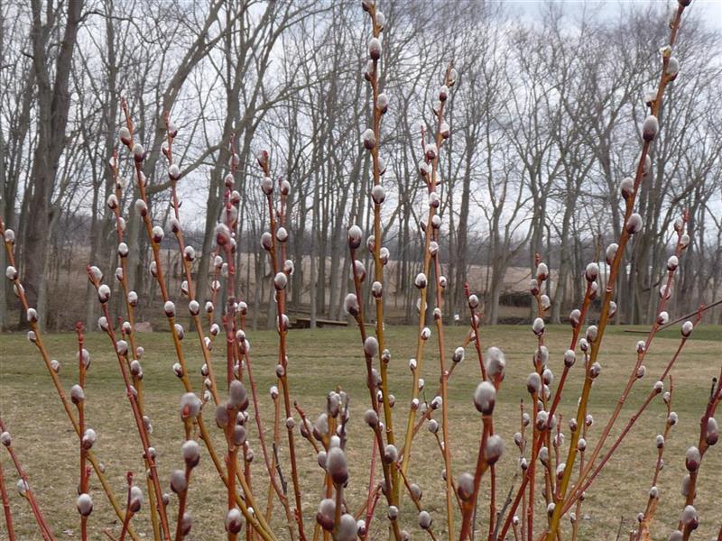 French Pussy Willow