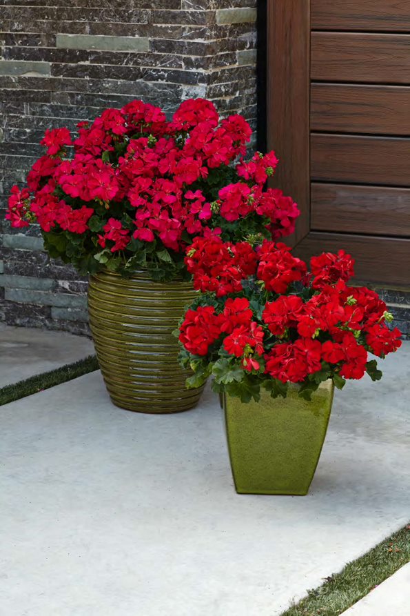 4-Pack， 4.25 in. Grande Boldly Dark Red Geranium (Pelargonium) Live Plant， Red Flowers