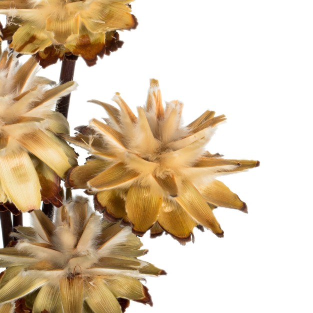 Plumosum Head Attached To A Brown Stem Dried 9 Stems