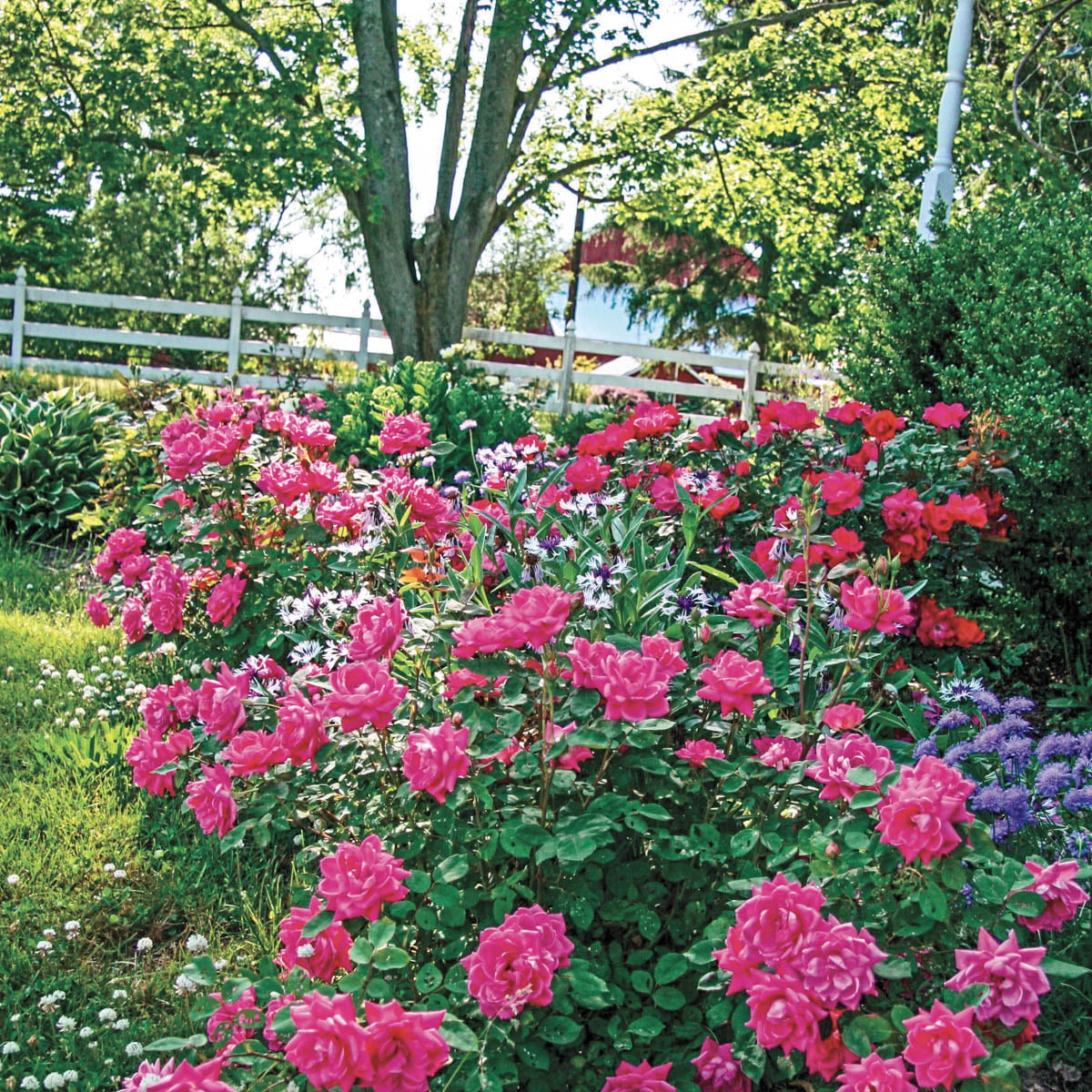 Pink Knock Out Dormant Bare Root Shrub Rose， Includes one dormant plant per order