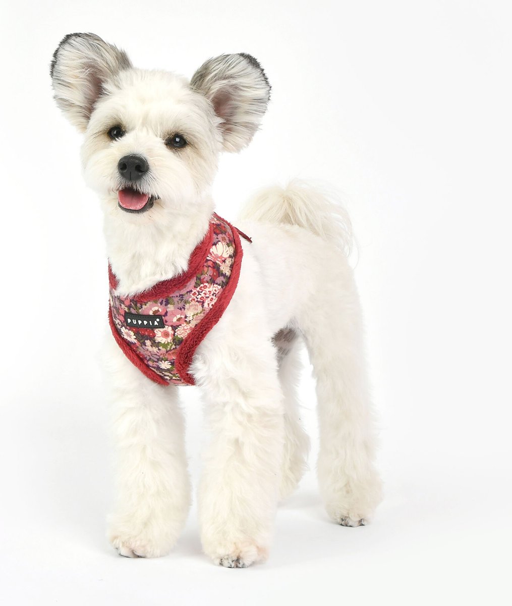 Puppia Gianni A Dog Harness