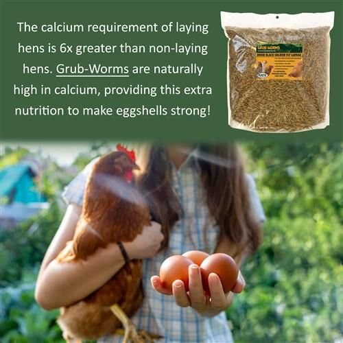 Exotic Nutrition Grub-Worms Dried Black Soldier Fly Larvae Bird Food， 2.5-lb bag